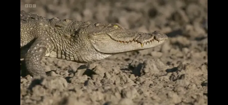 Mugger crocodile (Crocodylus palustris) as shown in Planet Earth III - Freshwater